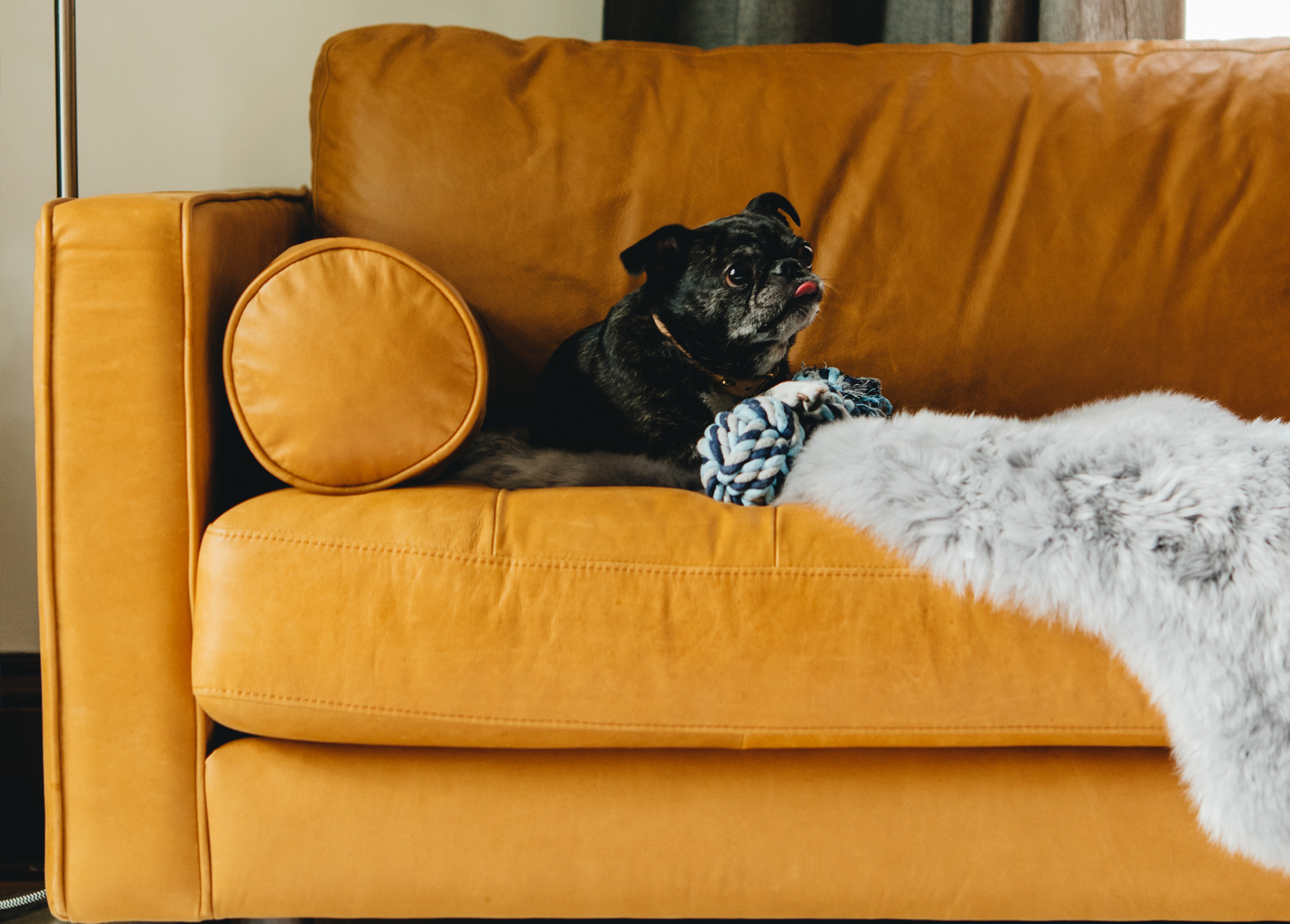 Choosing Pet friendly Furniture Options
